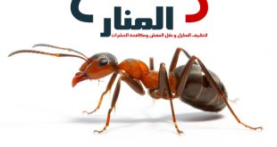 شركة مكافحة النمل الاسود بالقصيم