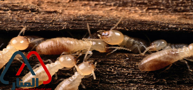 شركة مكافحة النمل الابيض بالاسياح ورياض الخبراء