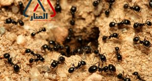 شركة مكافحة النمل الاسود بالمذنب وبالغاط