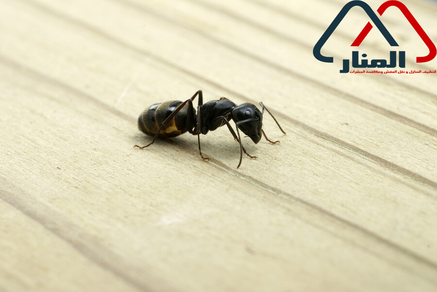 شركة مكافحة النمل الاسود بالمذنب وبالغاط