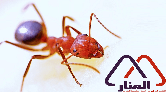 شركة مكافحة النمل الاسود بالاسياح ورياض الخبراء