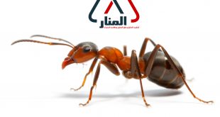 شركة مكافحة النمل الاسود بالاسياح ورياض الخبراء