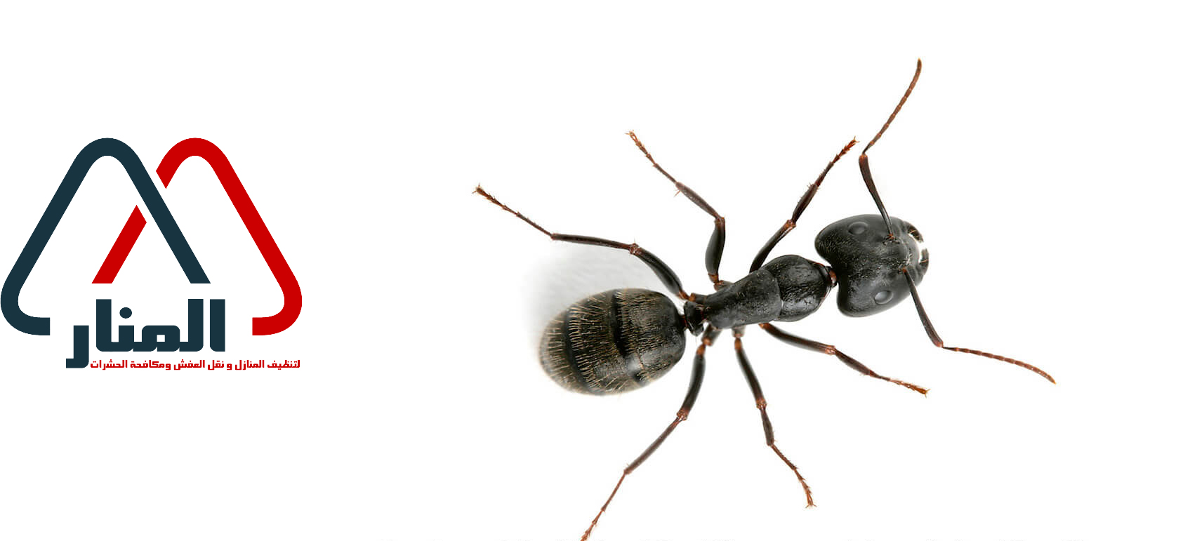 شركة مكافحة النمل الاسود بالرس وبعنيزه