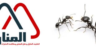 شركة مكافحة النمل الاسود بالرس وبعنيزه