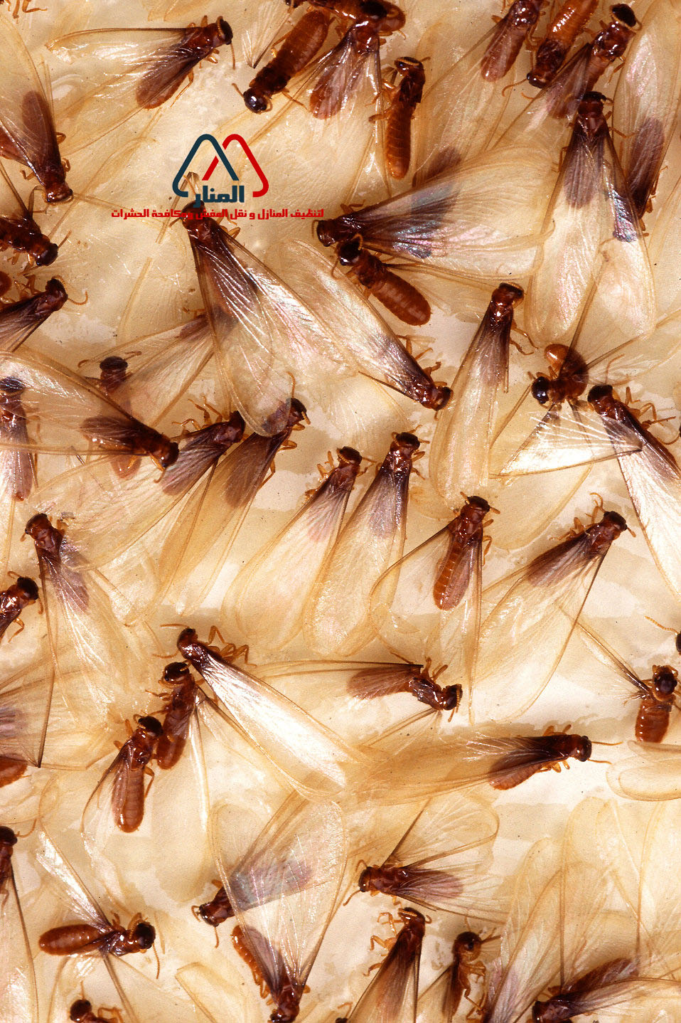 شركة مكافحة النمل الابيض بالقصيم