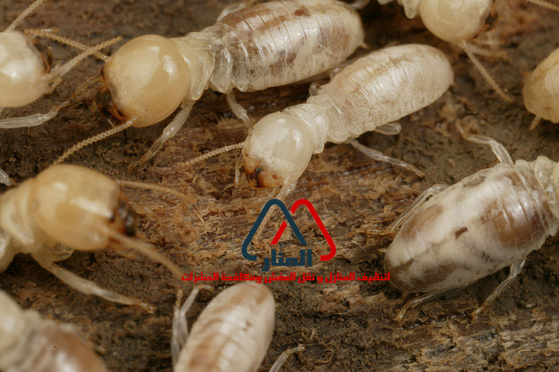 شركة مكافحة النمل الابيض بخميس مشيط