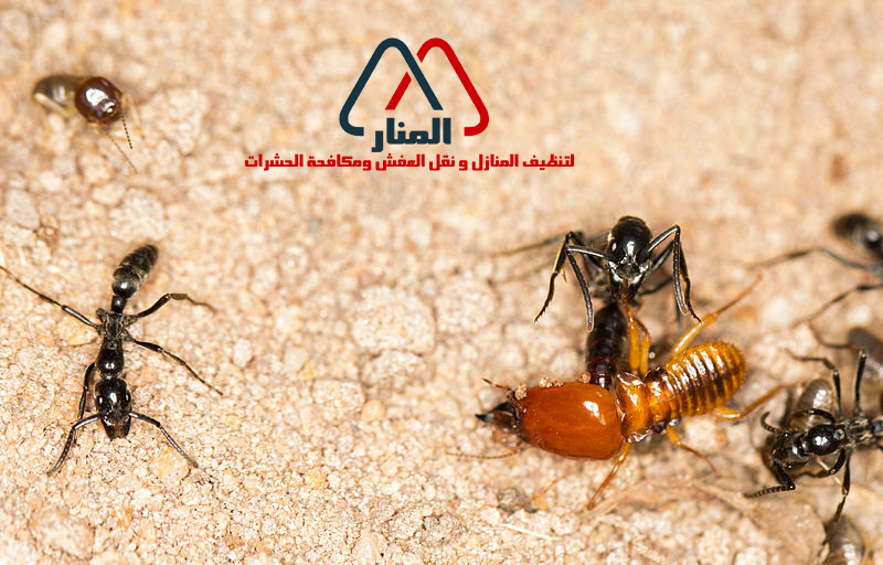 شركة مكافحة النمل الابيض بالجبيل